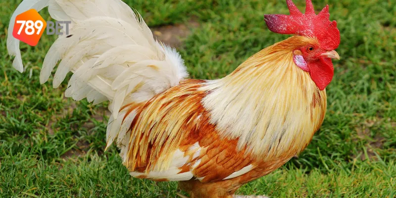 Cách tham gia đấu gà đỉnh cao toàn cầu