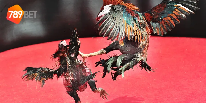 Cách tham gia đấu già trực tiếp online