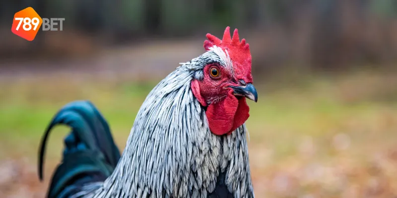 Cách xem và đặt cược gà chọi huyền thoại