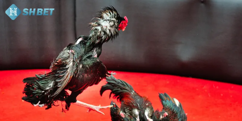 Các yếu tố ảnh hưởng đến kết quả đá gà cựa dao