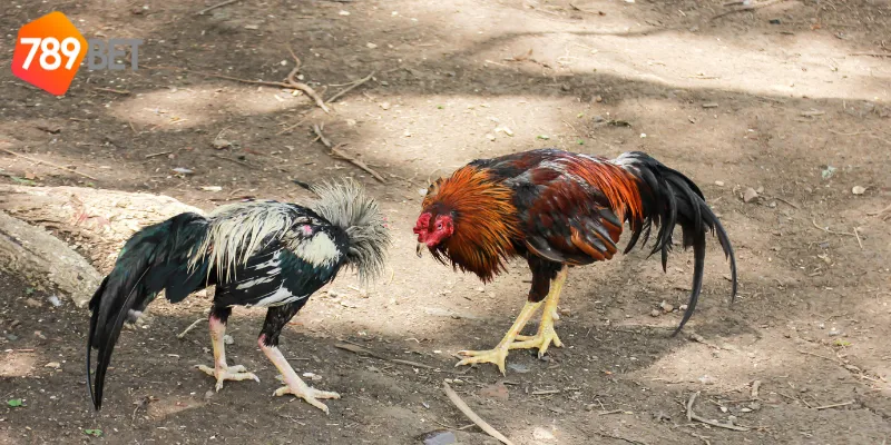 Chiến lược đặt cược trong sân chơi gà chiến quốc tế