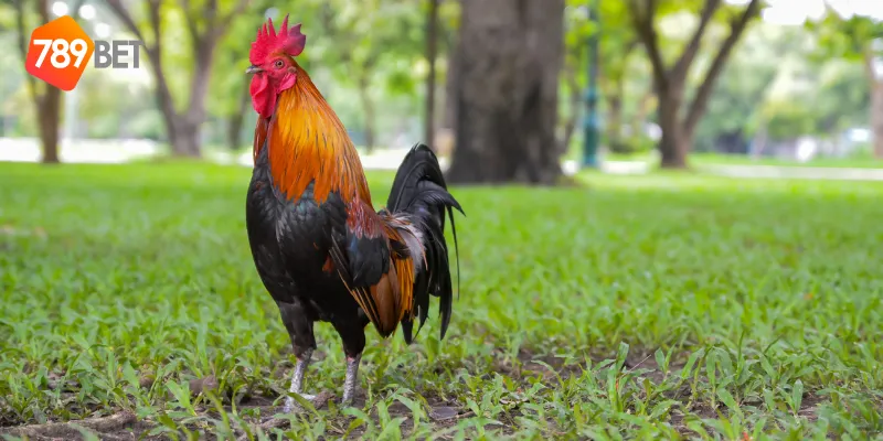 Chính sách khuyến mãi hấp dẫn và cơ hội kiếm thưởng cao từ đá gà hoang dã