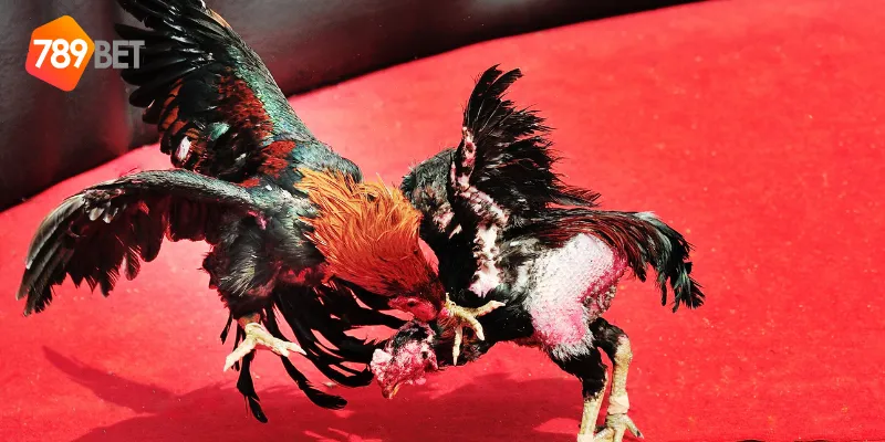 Cơ hội chiến thắng dễ dàng với đấu gà siêu chiến