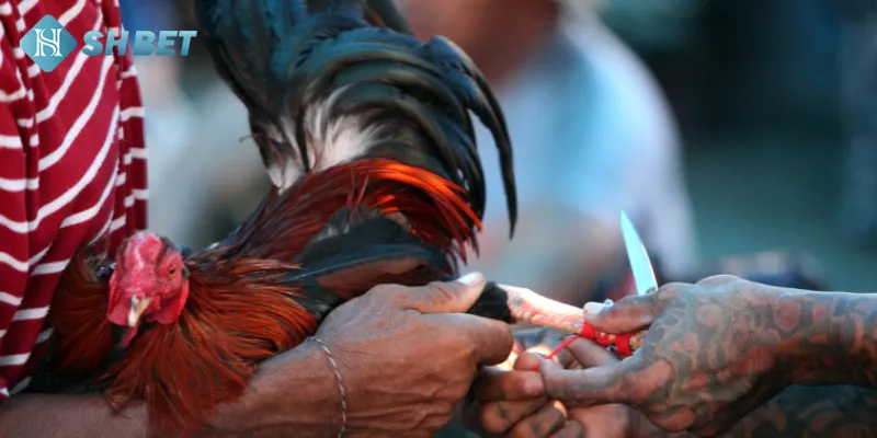 Giới thiệu đá gà cựa dao