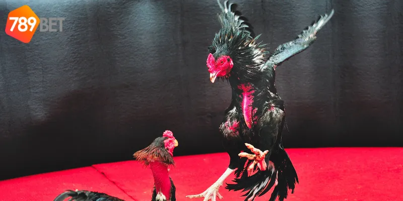 Giới thiệu về đấu gà trực tiếp online