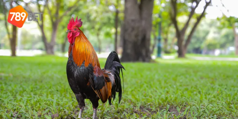 Lợi ích khi tham gia đấu gà trực tiếp online