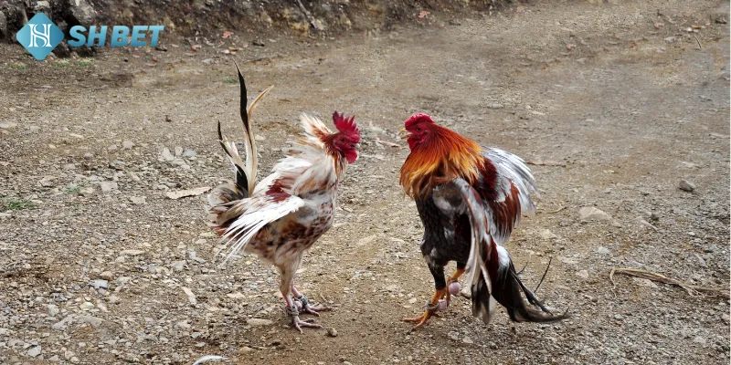 Mẹo chơi đá gà cựa dao online