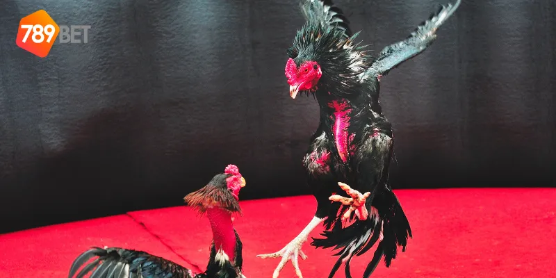 Những trận đấu gà chọi huyền thoại tiêu biểu
