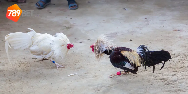 Sân chơi gà chiến quốc tế là gì?