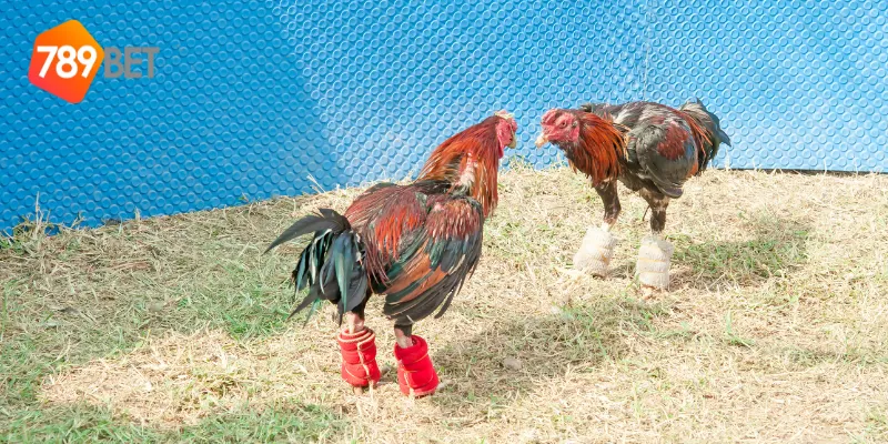 Sức hấp dẫn của đấu gà đỉnh cao toàn cầu