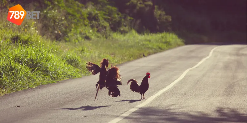 Trải nghiệm đá gà hoang dã với công nghệ mới