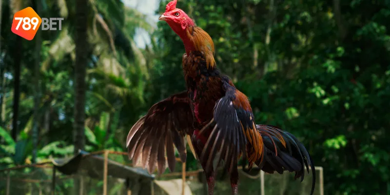 Trận đấu gà chọi Việt Nam giữa những chú gà dũng mãnh