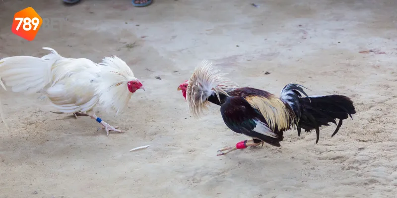 Cách đặt cược đấu gà siêu chiến 789BET