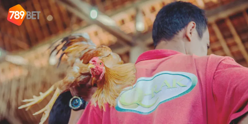 Cách tham gia cá cược trực tiếp đá gà CPC3