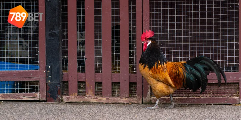 Cách tính điểm trong gà chiến campuchia