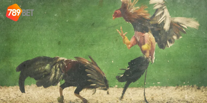 Chiến thuật đá gà hiệu quả