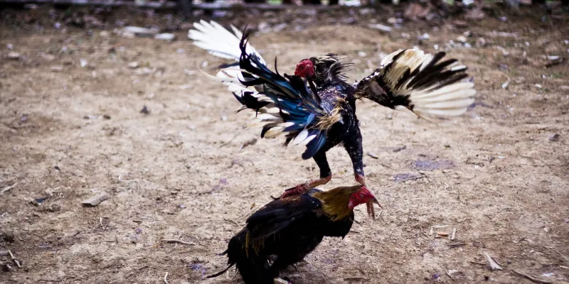 Đá gà chiến thuật là gì?