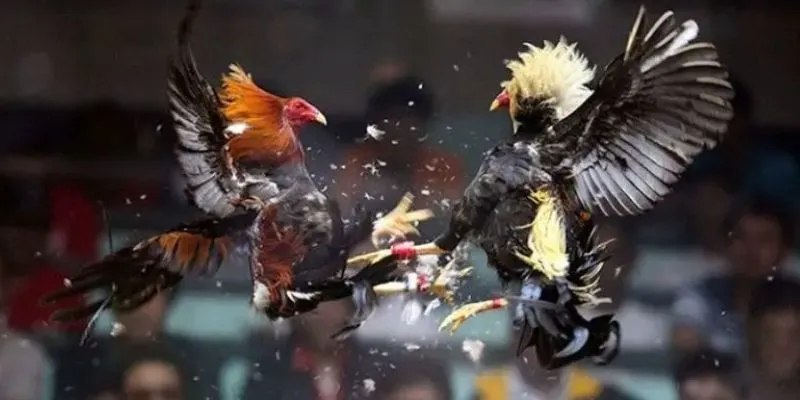 Các loại hình đá gà hay nhất