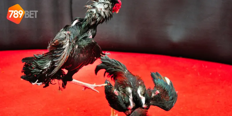 Đấu gà siêu chiến có gì đặc biệt
