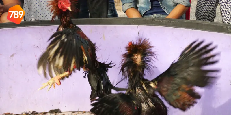 Hướng dẫn tham gia cược đá gà nòi trực tuyến