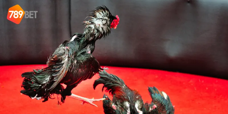 Lưu ý khi xem trực tiếp đá gà CPC3