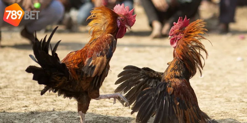 Mẹo chiến thắng trong đấu trường gà chọi