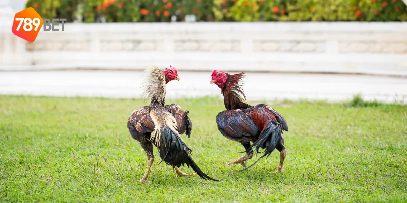 Mẹo chinh phục đá gà chiến thuật