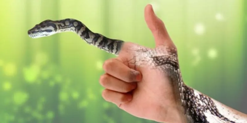 Phân tích về các trường hợp nằm mơ thấy rắn