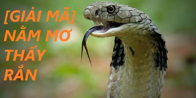 Nằm mơ thấy rắn liệu có may mắn?