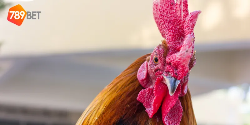 Nét đặc sắc của trực tiếp đá gà CPC3