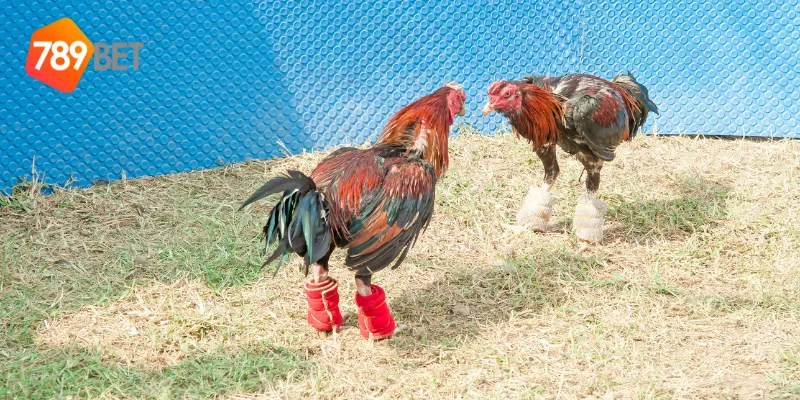 Những trận đấu hấp dẫn nổi bật trong gà chiến campuchia