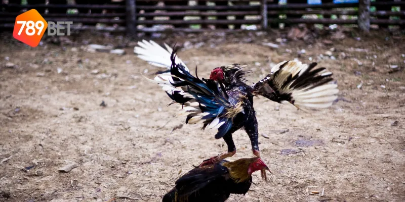 Quy tắc chơi đá gà đẳng cấp