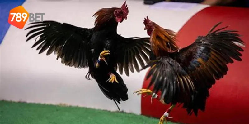 Quy tắc thi đấu trong đấu trường gà chọi