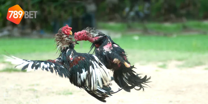 Sự khác biệt của gà chiến campuchia