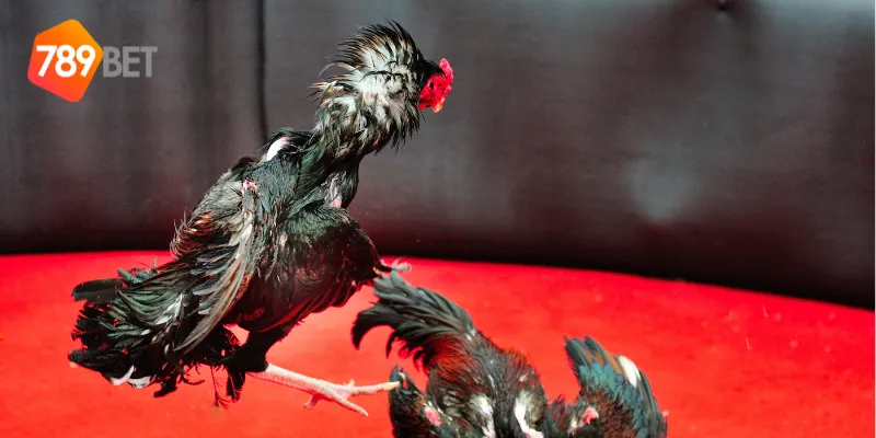 Sự phát triển của đá gà đẳng cấp