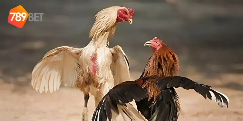 Tính năng cược cực hấp dẫn của đấu trường gà chọi