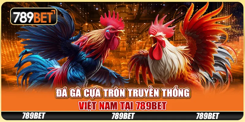 Đá Gà Cựa Tròn Truyền Thống Việt Nam Tại 789BET