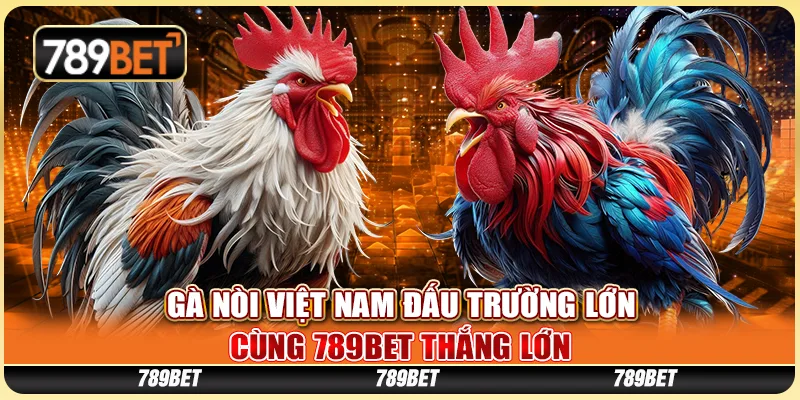 Gà Nòi Việt Nam Đấu Trường Lớn Cùng 789BET Thắng Lớn