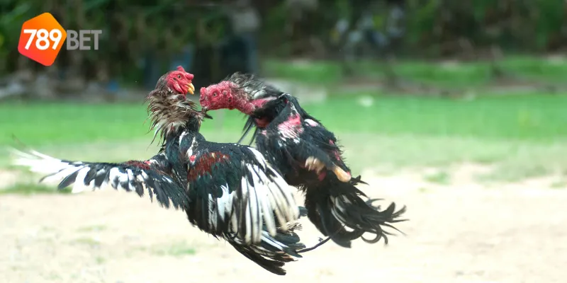 Các loại cược trong đá gà thần tốc online