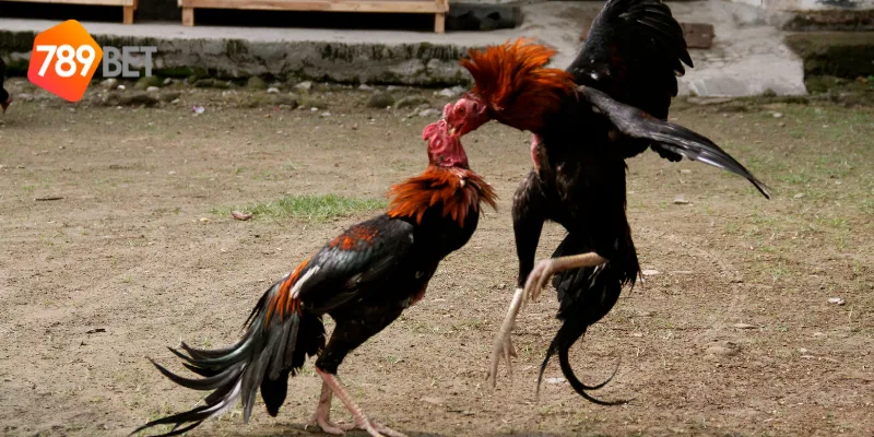Các loại cược trong đấu gà chuyên nghiệp