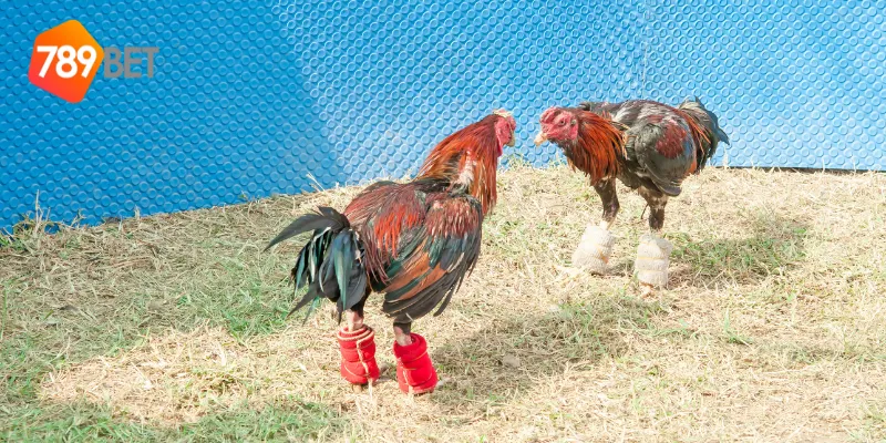 Cách đặt cược đấu trường gà sắt Philippines