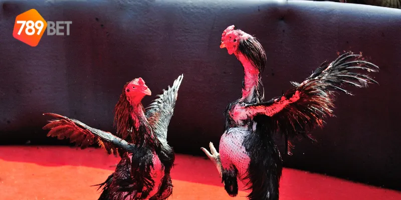 Cách đặt cược trong đá gà thần tốc online