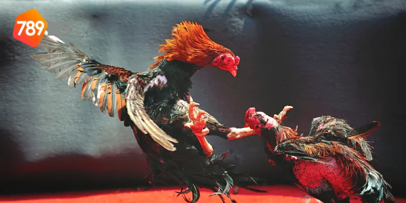 Cách tham gia đấu trường cựa sắt 789BET