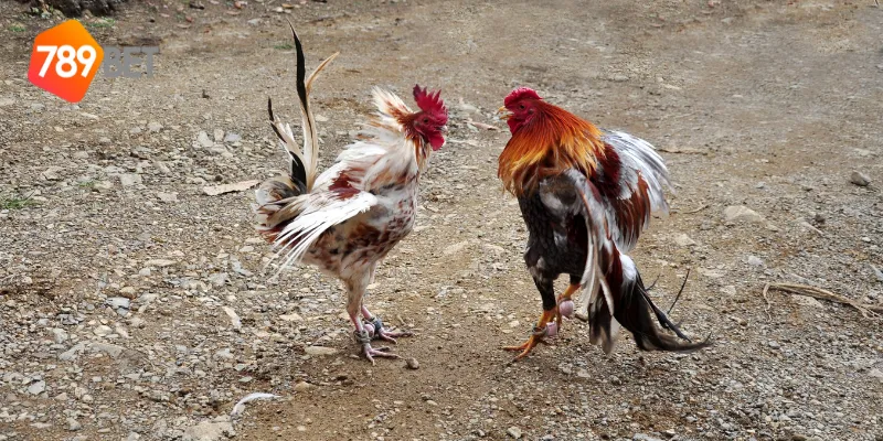 Cách thi đấu đá gà cựa tròn truyền thống