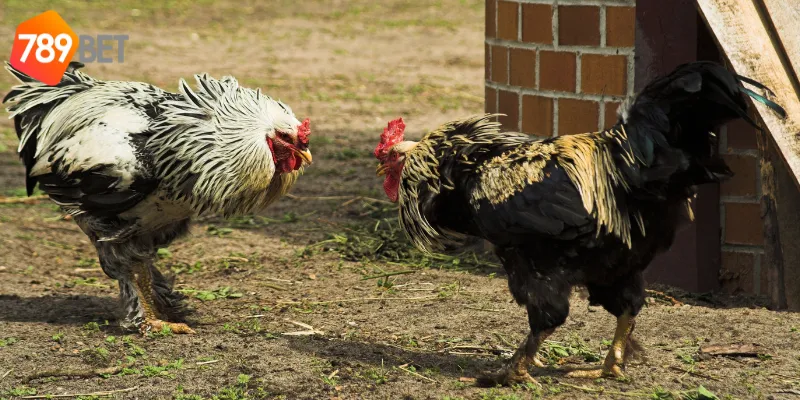 Chiến thuật chơi đá gà siêu hạng