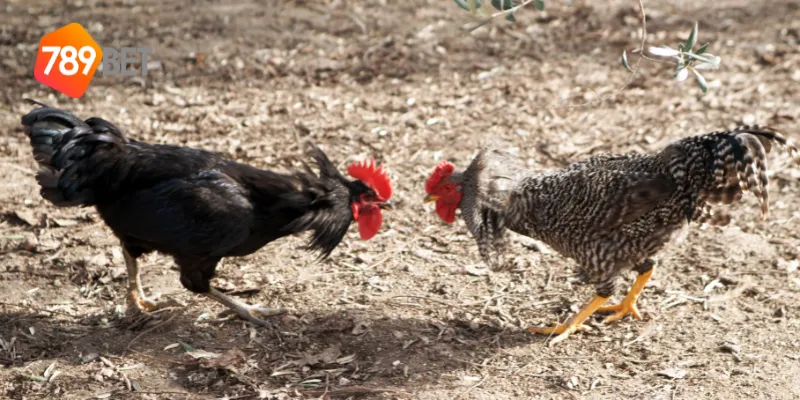 Chiến thuật chơi đấu trường cựa sắt