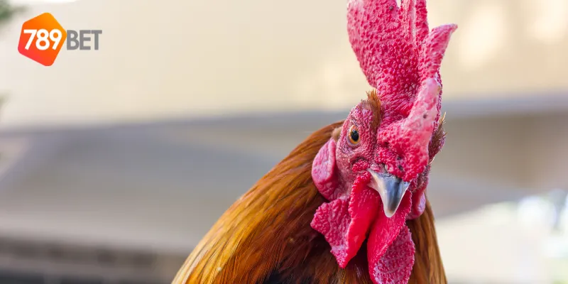 Đặc điểm nổi bật của đấu trường gà sắt Philippines