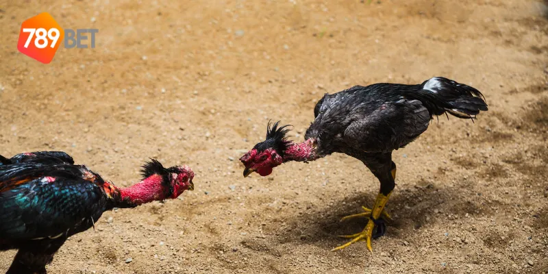 Đặc điểm nổi bật của gà nòi Việt Nam đấu trường lớn