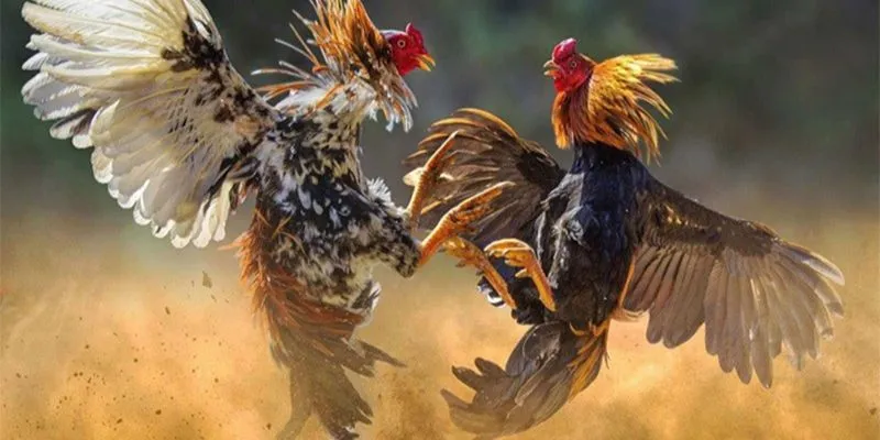 Luật chơi cược tại đấu trường chuẩn nhất