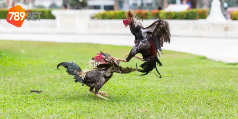 Giới thiệu về đấu gà chuyên nghiệp tại 789BET